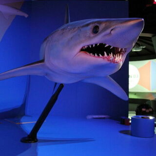The sharks were made in communication with a curator and scientific expert on sharks.