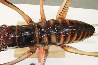 The Weta was sculpted by Sue Dorrington and cast and painted by Lily Uivel.