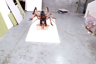 The Wellington tree weta, but bigger!