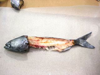 Gelatin fish