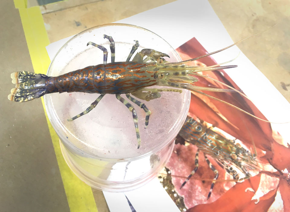 Te Taiao Nature Exhibition